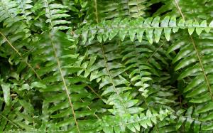 fern-fronds-i-352